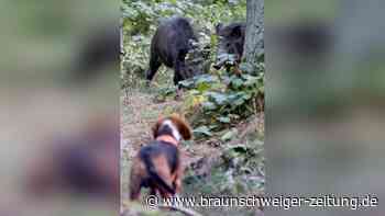 Tödlicher Virus bei Hunden und Katzen: Was ist die Pseudowut?