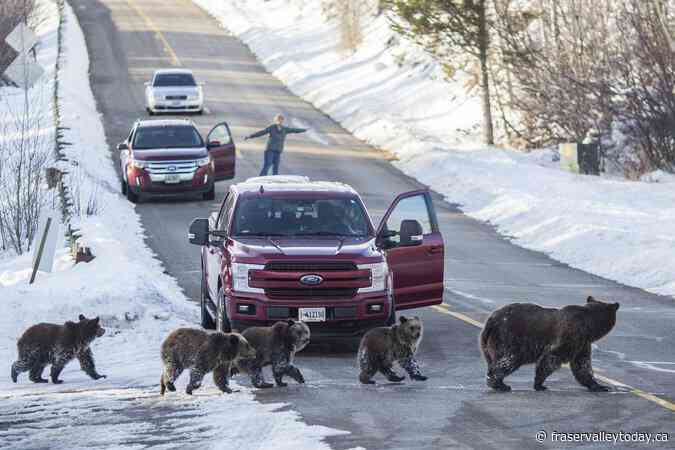 Grand Teton grizzly bear that delighted visitors for decades is killed in a Wyoming vehicle strike