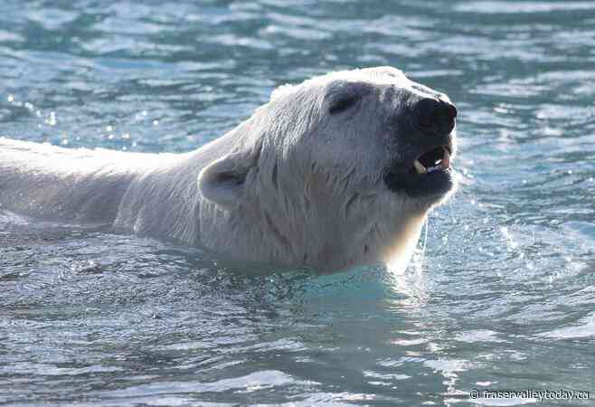 Research from Alaska finds more polar bears are exposed to pathogens