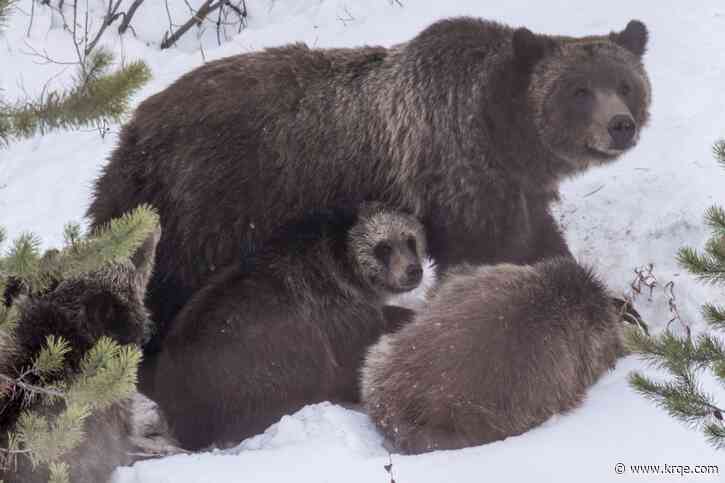 Grizzly bear that delighted Grand Teton visitors for decades killed by vehicle