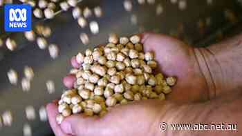 Farmers race to get chickpeas from Australian paddocks to India as tariff deadline looms