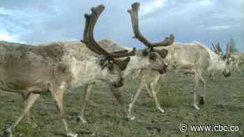 Caribou cluster in the thousands to flee mosquito bites during the hot Manitoba summer: study