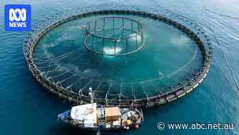 About one in 10 salmon farmed in Macquarie Harbour died over a seven-month period