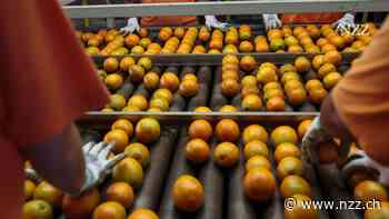 NZZ AKZENT - Luxus zum Frühstück? Warum der Orangensaft plötzlich teurer wird