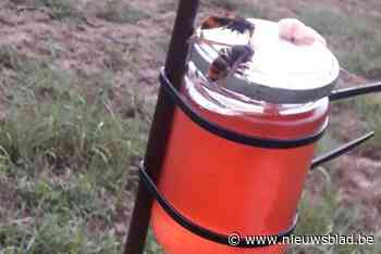 Gemeente Lille en Biegilde installeren lokpotten tegen Aziatische hoornaar