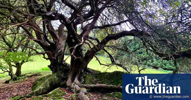 Country diary: Three crab apple trees, steeped in their own mythology | Paul Evans