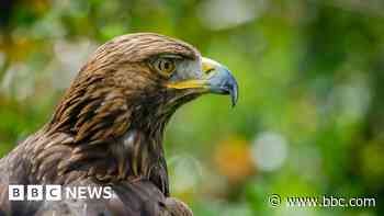 Rogue gamekeepers killing birds of prey, says RSPB
