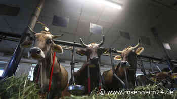 „Zweites Rimsting“ in Riedering? Peta zeigt Landwirt an – wie sieht der Stall tatsächlich aus?