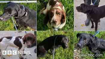 No owner found for six dogs abandoned on moor