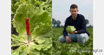 Geen ijsbergsla meer in 2026?