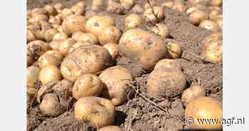 Risico van overaanbod en dalende prijzen als aardappelareaal te snel uitbreidt
