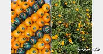 Berkane clementines binnenkort verkrijgbaar