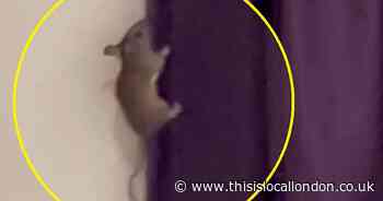 Horrifying wake up call at Premier Inn as 'mouse ran across my face'