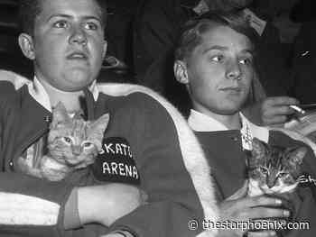 Saskatoon Arena 'rink rats' fond of hockey and cats in 1964