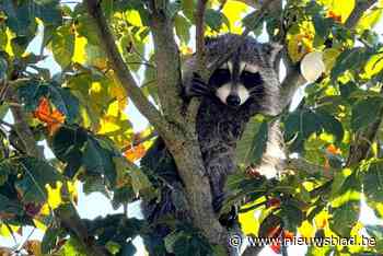 Wasbeer aangetroffen in boom: dierenbescherming ingeschakeld
