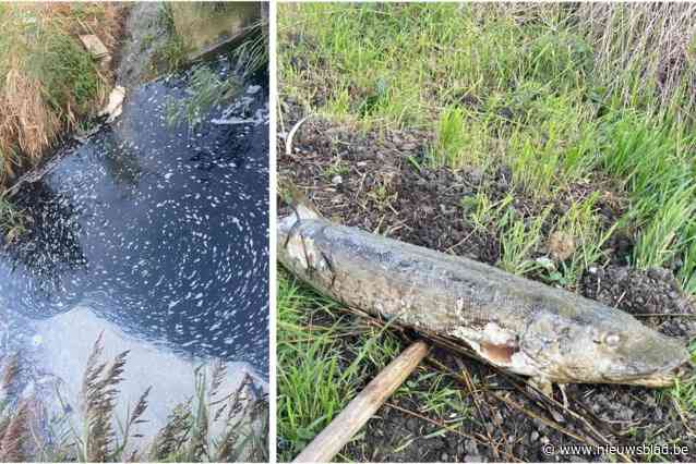 Massale vissterfte en vlokachtige substantie in kanaal zetten bewoners voor raadsel: “Zelfs al grote dode snoek uit het water gehaald”