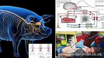 Scientists revive a pig's brain nearly an HOUR after it died - and they say the same technique could be used in humans