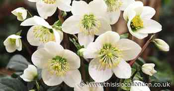 'Christmas Rose' will give an early spring splash of colour to garden