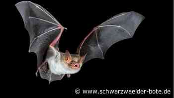 Naturschutz in Haiterbach: Hesse-Bahn muss auf  Entscheidung warten