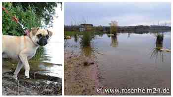 „Lebensgefährliche“ Blaualgen: Gesundheitsamt warnt „dringend“ vor Höglinger Weiher – Darum geht‘s!