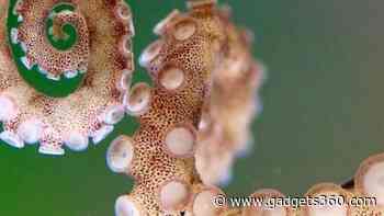 Researchers Create Innovative 3D Maps to Understand Octopus Arm Systems