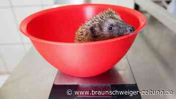 Wenn es Wolfsburger mit der Fürsorge für Igel übertreiben