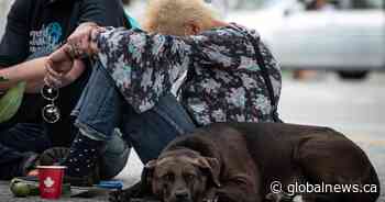 More females are dying of toxic drugs in B.C. as latest numbers released