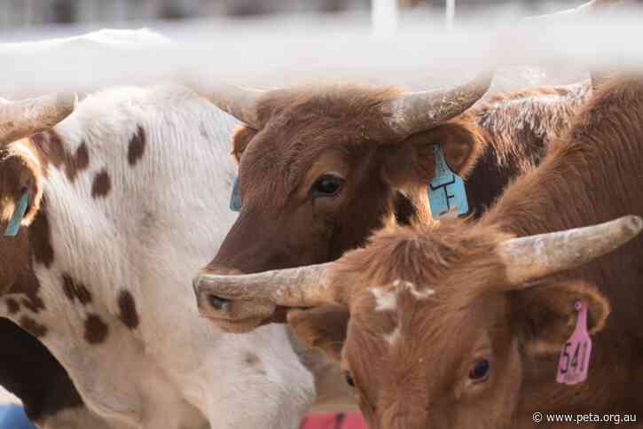 Mount Isa Rodeo Urged to Replace Calf Roping With Remote Control Car Roping