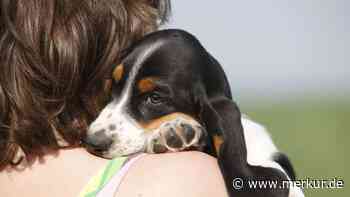 „Warum trägt die Spinne Socken?“ - Hund weckt Australierin, um sie vor der Kreatur in ihrem Bett zu warnen