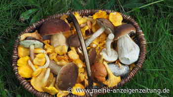 Wieder vermehrt Vergiftungen zum Pilzsaison-Start: Wie Sie sich vor tödlichem Knollenblätterpilz schützen