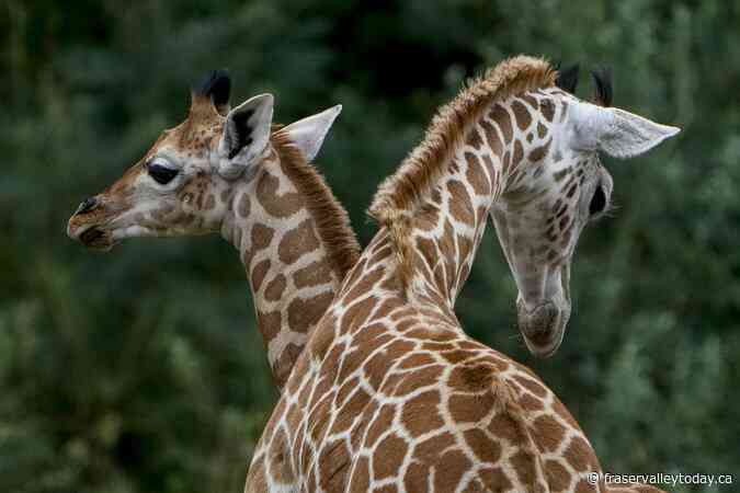 Eight-year-old ‘beloved’ giraffe dies at Greater Vancouver Zoo