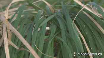 Piikani Nation project earns sustainability award for resilience against climate change