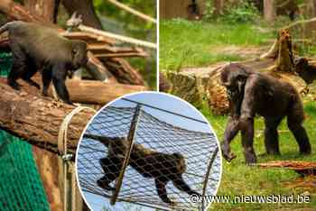 Zoo Antwerpen laat gorilla’s cohousen met uilenkopmeerkatten: “In de natuur leven die dieren ook niet alleen in een stukje bos”