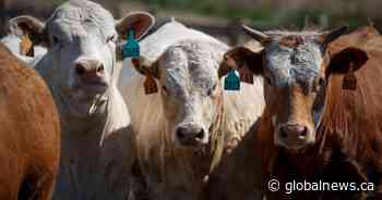 Pandemic preparedness Bill C-293 controversy in Alberta’s agriculture sector