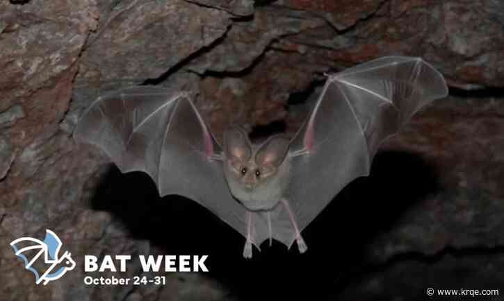 El Malpais National Monument celebrates Bat Week with educational programs