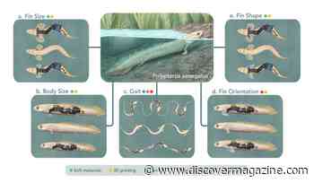 Robots That Mimic Ancient Creatures Could Recreate Key Moments in Evolution