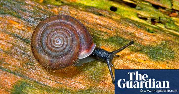 Country diary: I’ve come to the woods, hungry for cheese snails | Claire Stares