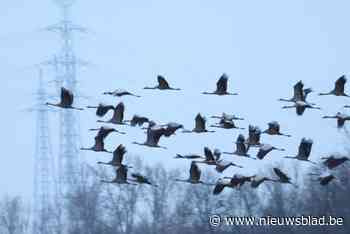 Tweede migratiegolf kraanvogels trekt over Limburg: zo’n 20.000 exemplaren passeren vrijdag