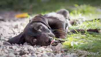Maltrattati e malnutriti: otto cani salvati dalla polizia locale
