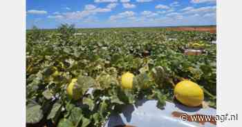 "Prima start voor Braziliaanse meloenen, ook Piel de Sapo wordt steeds beter opgepakt"