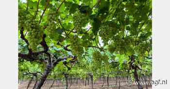 Latere start voor Zuid-Afrikaanse druiven verwacht