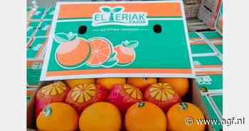 Hoe de Rode Zee-crisis het lot van het citrusseizoen in Egypte snel veranderde