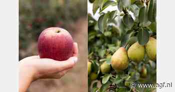 Kleine oogst van de Portugese Rocha peer verwacht