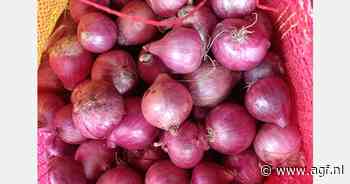 15 dagen vertraging van Indiase uienoogst