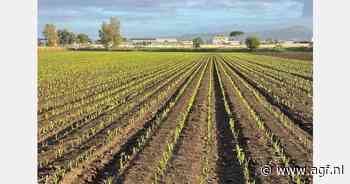 In Italië is het weer tijd voor de knoflookaanplant