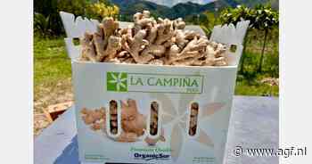 "Lichte uitbreiding van de gemberteelt in 2025 verwacht"