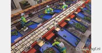 "Kleine avocado-oogst, maar goede maten en kwaliteit"