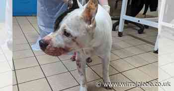 Wirral man jailed after failing to get treatment for dog's 'melon'-sized tumour