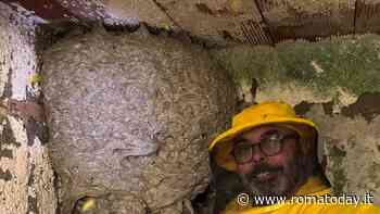 Allevano vespe nel locale caldaia, i vicini insorgono. Rimosso un nido da 20mila insetti