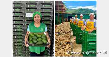 "Veel vraag naar bio gember, maar Peru wordt in de EU gezien als een riskante herkomst"